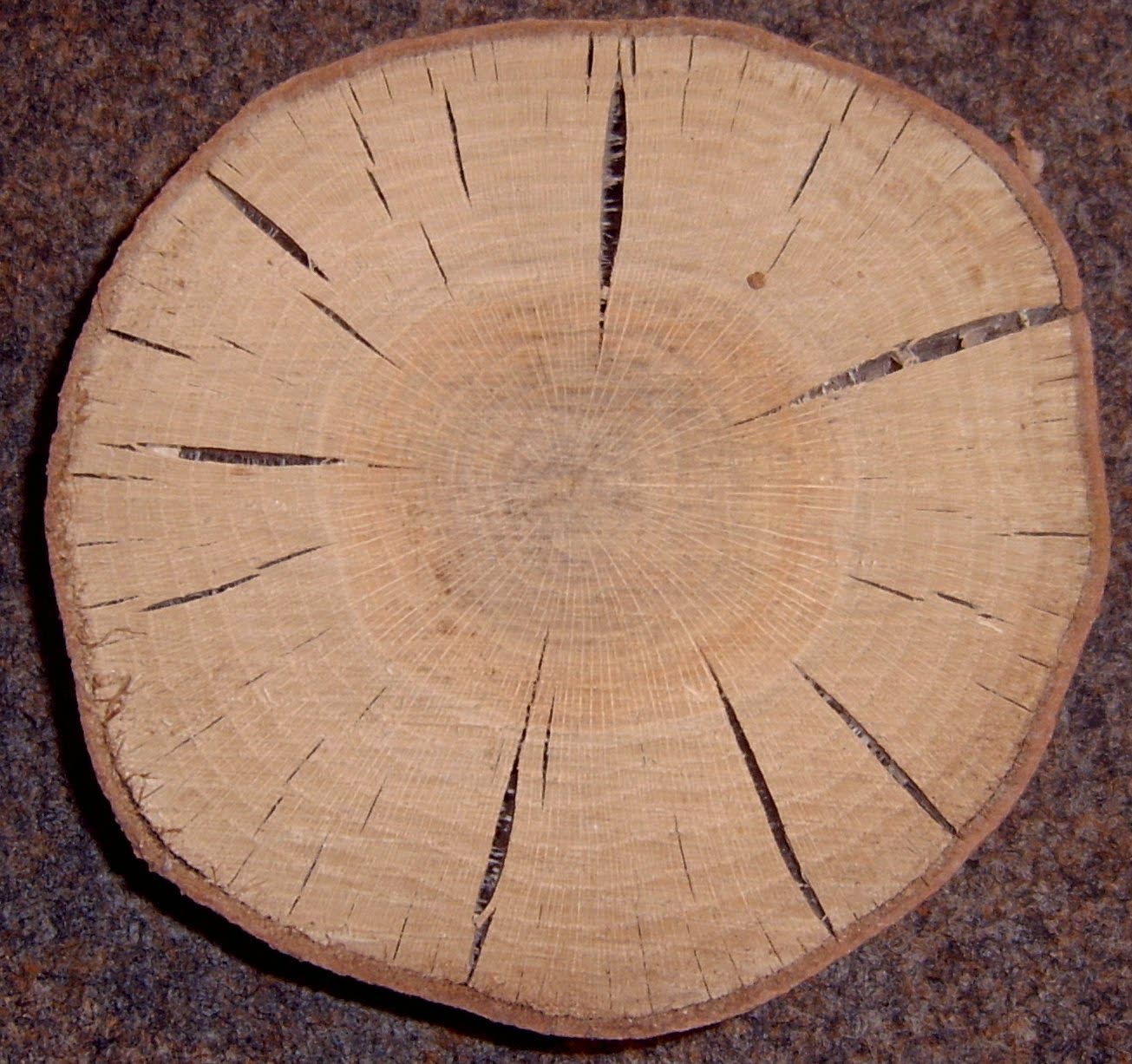 Grain et teinte du chêne rouge